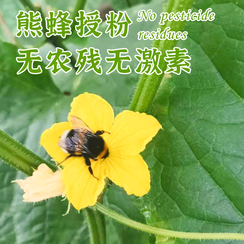 白玉黄瓜新鲜水果黄瓜自然熟甜脆爽口农家自种蜂果家的粉柿,淘宝优惠券,粉丝福利购,淘宝优惠卷