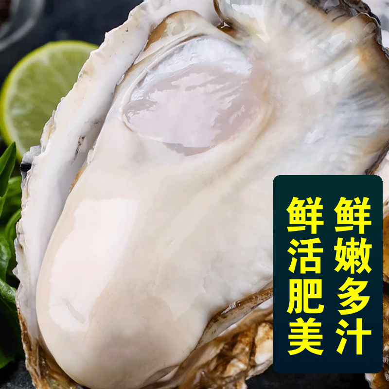 包活鲜活乳山生蚝新鲜牡蛎特大超大肉海蛎子5斤刺身即食贝类海鲜 - 图2