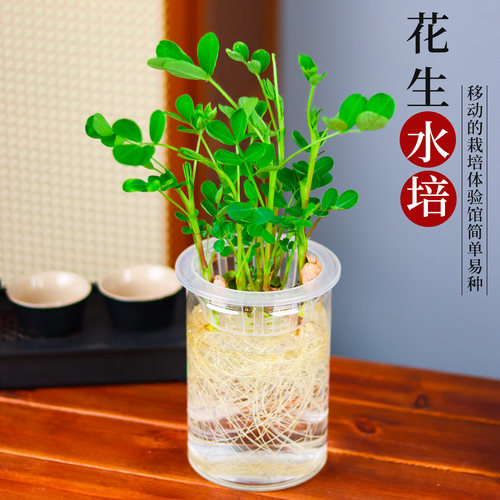 学生儿童幼儿园水培花生植物角发芽盒种植材作业观察科学实验盆栽 - 图0