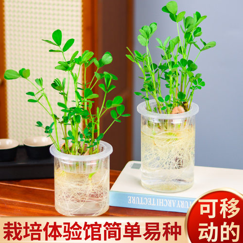 学生儿童幼儿园水培花生植物角发芽盒种植材作业观察科学实验盆栽 - 图2