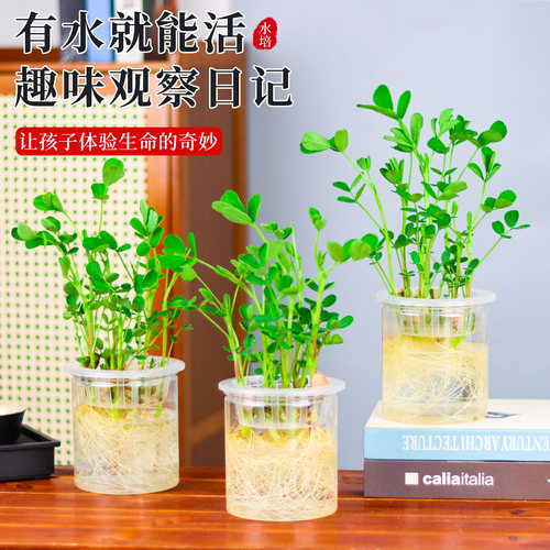 学生儿童幼儿园水培花生植物角发芽盒种植材作业观察科学实验盆栽 - 图1