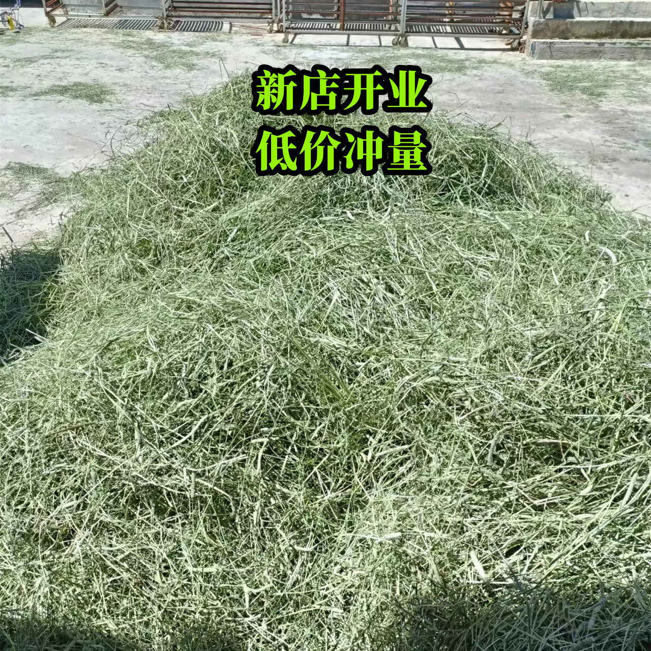 2025新头茬晒干北提摩西草干草兔兔干草龙猫牧草荷兰猪饲料磨牙草,淘宝优惠券,粉丝福利购,淘宝优惠卷
