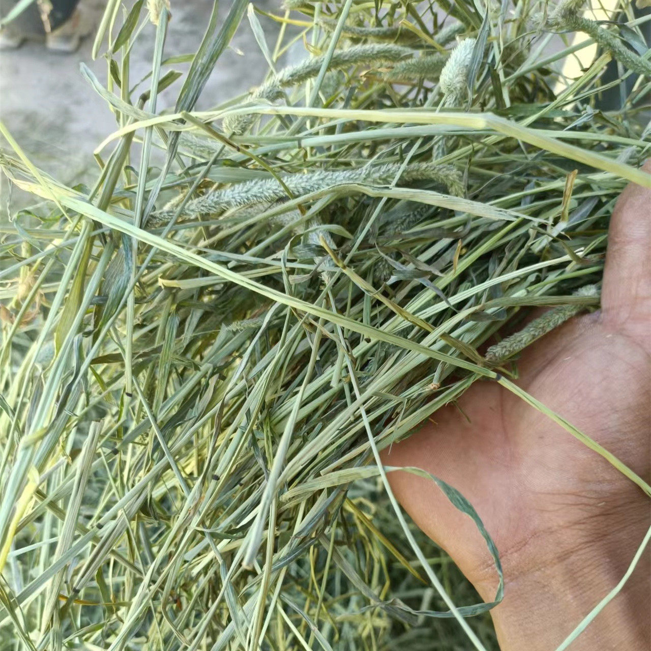 2025新头茬晒干北提摩西草干草兔兔干草龙猫牧草荷兰猪饲料磨牙草,淘宝优惠券,粉丝福利购,淘宝优惠卷