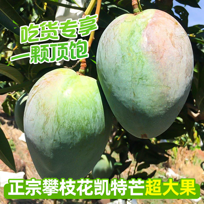 盒马四川攀枝花时令现摘大凯特芒果 盒马鲜生芒果