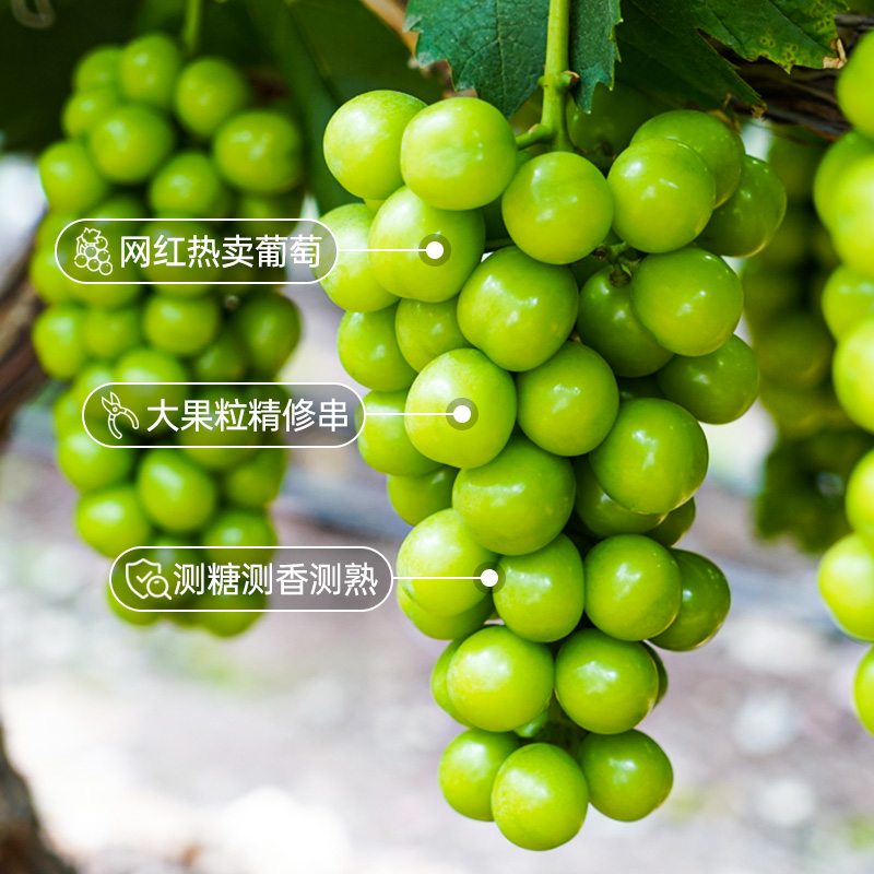 【盒马】云南阳光玫瑰中大果3斤礼盒装
