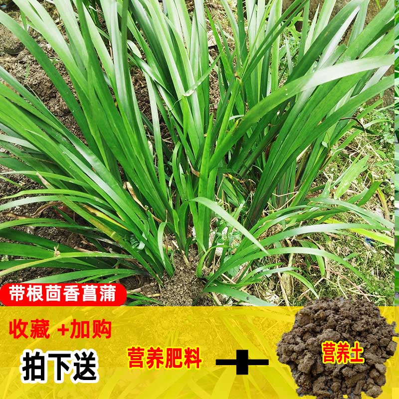 贵州随手香茴香菖蒲盆栽三萘叶山萘苗五香草带根花卉绿植造景-图0