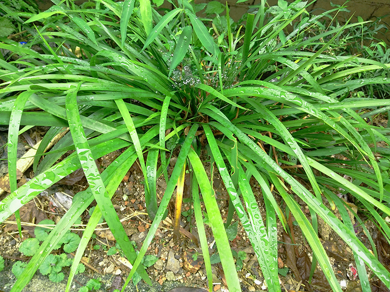 贵州随手香 茴香菖蒲 盆栽花卉 五香草 牛羊鸡鸭鱼肉卤菜食用香料 - 图0