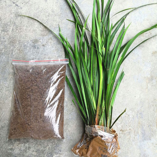 贵州随手香 茴香菖蒲 盆栽花卉 五香草 牛羊鸡鸭鱼肉卤菜食用香料 - 图2
