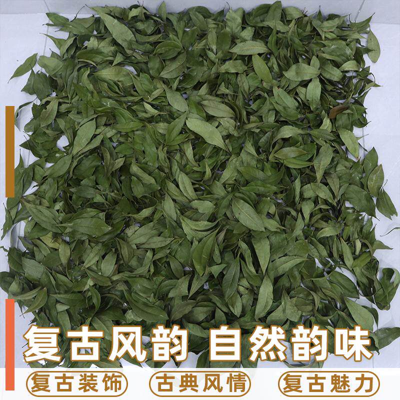 自然真树叶装饰干树叶落叶枫叶自然晒干梧桐叶枯树叶创意标本拍照