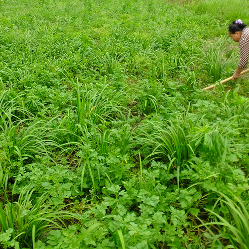 贵州 山奈 五香草 茴香菖蒲山赖随手香三奈 山萘去腥香料带根盆栽 - 图0
