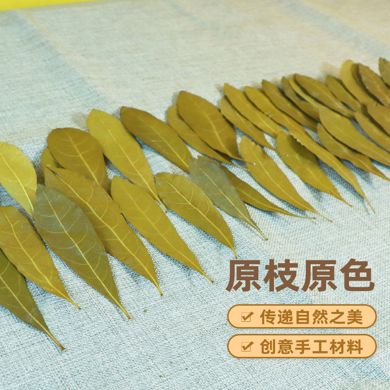 自然真树叶装饰干树叶落叶枫叶自然晒干梧桐叶枯树叶创意标本拍照