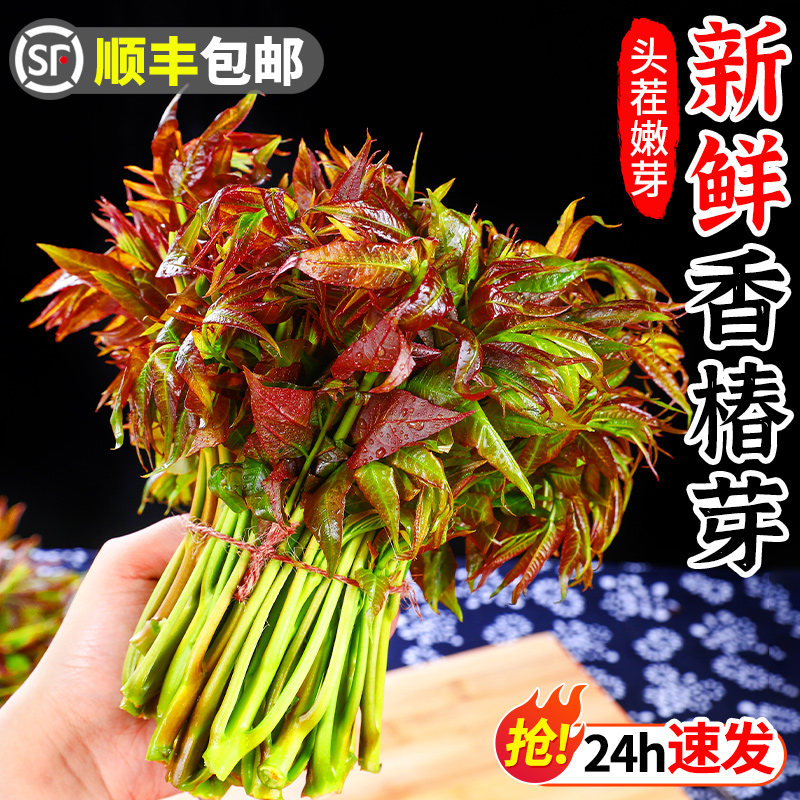 新鲜香椿芽春芽菜4斤现摘红油香椿嫩叶露天头茬当季蔬菜顺丰包邮 - 图0