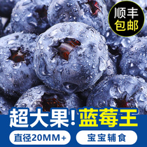 Peruvian Fresh Blueberries When Season Fruits Blue Plum Fresh Fruit Alpine Pleasant Red Berry Whole Box Pregnant Woman Great Jam