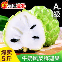 Sakya Fruit Fresh Picked Pineapple milk Dried Lychee Fruits of the season Fruit Foot Mornikot 5 catties