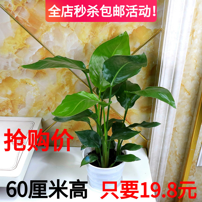 天堂鸟植物室内大型盆栽鹤望兰客厅办公室花卉观叶绿植四季常青 - 图0