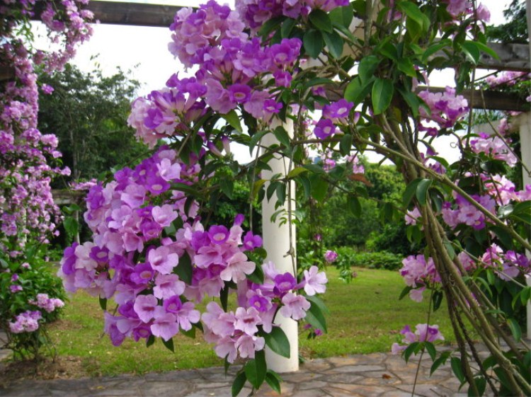 包邮蒜香藤爬藤植物盆栽庭院阳台美观紫铃藤绿篱芳香驱蚊杀虫花苗 - 图0