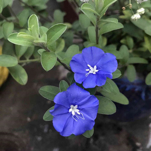 四季开花全年 蓝星花 美洲新品种 耐热阳台花卉 容易养的观花盆栽 - 图1