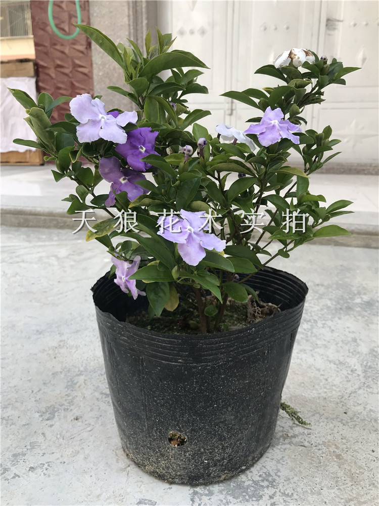 鸳鸯双色茉莉虎头茉莉盆栽阳台客厅庭院浓香型植物四季开花易种活-图2