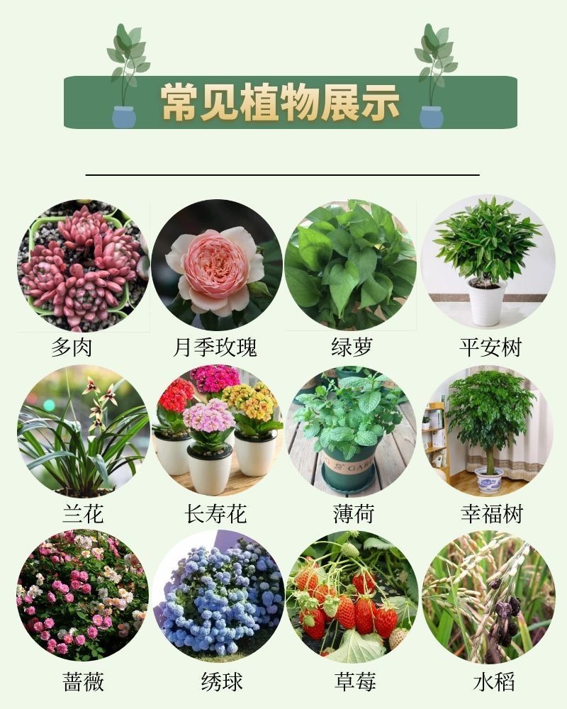 多菌灵杀菌剂多菌菌灵专用花药百菌淸灭菌箘灵植物花卉黑斑白粉病-图1