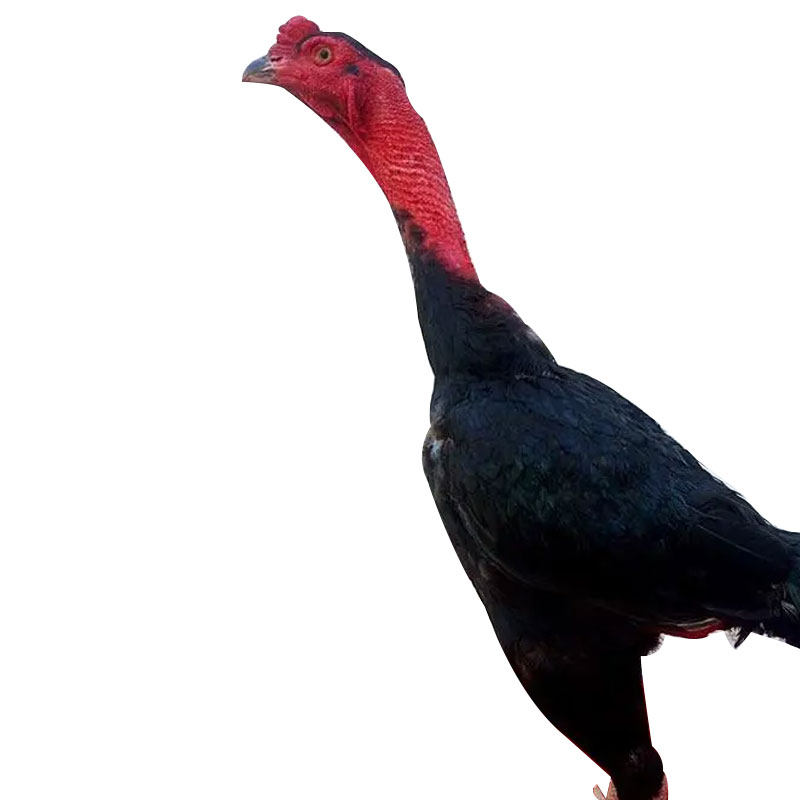 纯种斗鸡越南鬼子斗鸡活苗小斗鸡各种颜色泰国斗鸡成年鸡中原斗鸡,淘宝优惠券,粉丝福利购,淘宝优惠卷