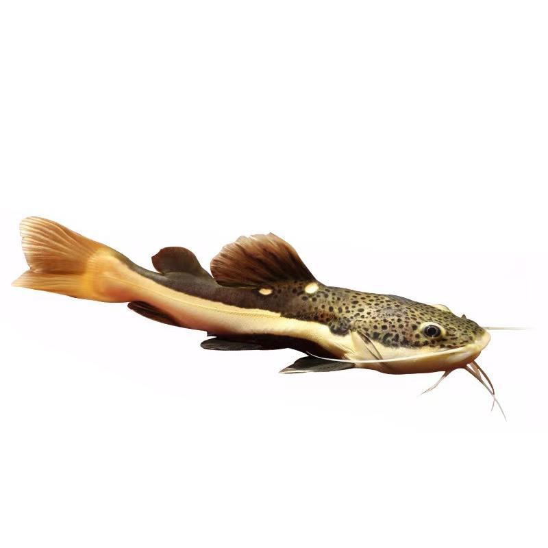 招财猫鱼活鱼中大型热带鱼红尾鲶黄金招猫红尾招财猫鱼底层观赏鱼 - 图3