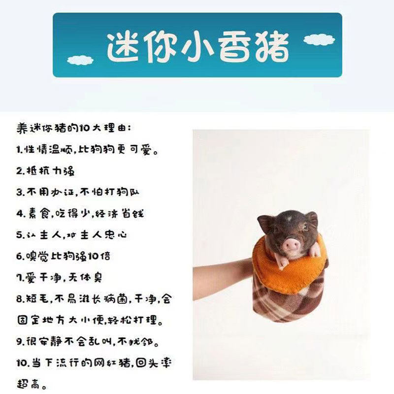 纯种泰国小香猪宠物长不大幼崽小型活体健康好养幼体家养迷你小猪,淘宝优惠券,粉丝福利购,淘宝优惠卷