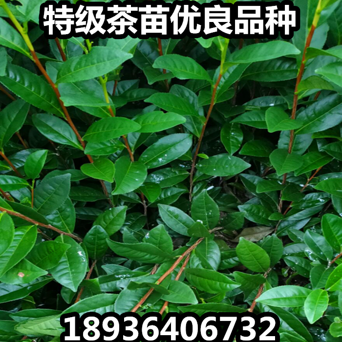 茶叶苗安吉白茶福鼎大白茶叶树苗毛尖龙井碧螺春南方种植茶树苗 - 图2