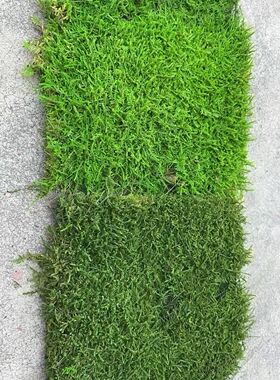 永生大灰藓 室内植物墙造景铺面青苔 无养护永生苔藓软装景观素材