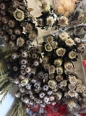 干花公主帝王花 天然真干花 家居插花婚礼软装橱窗美陈花材