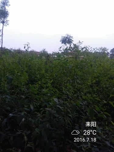 桉树苗0.8米1米一米1.2米复绿树苗补苗神器 - 图0