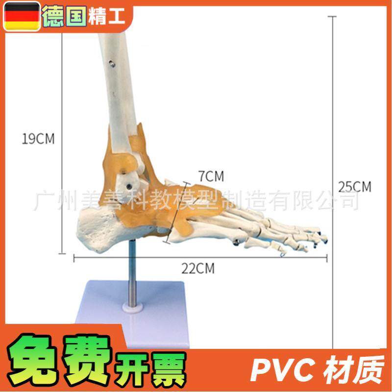 人体医学11人体踝o关节模型足关节脚关节手足外科教学模型 - 图0
