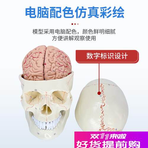 教学仿真1:1人体颅脑解剖标本骨缝线头骨附颈椎S医学大脑神经模型 - 图1