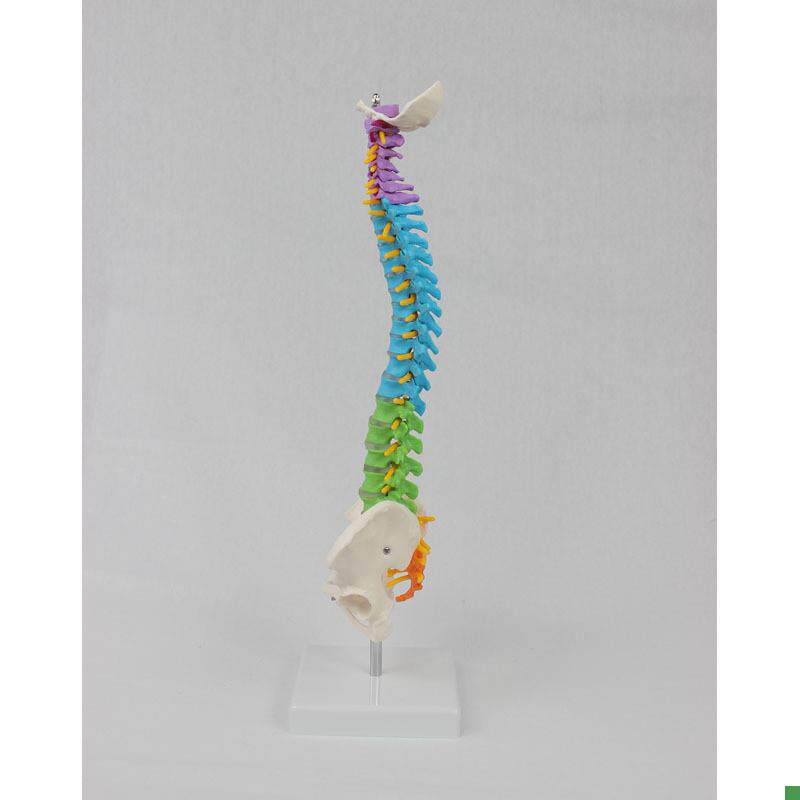 中型彩色脊椎带骨盆立式45CM脊椎颈椎骨骼X模型推拿骨科 - 图2