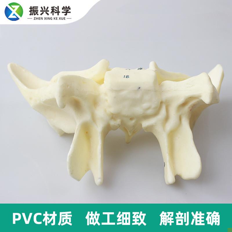 人体蝶骨放大标数字模型F教学解剖模型蝶骨模型 - 图2
