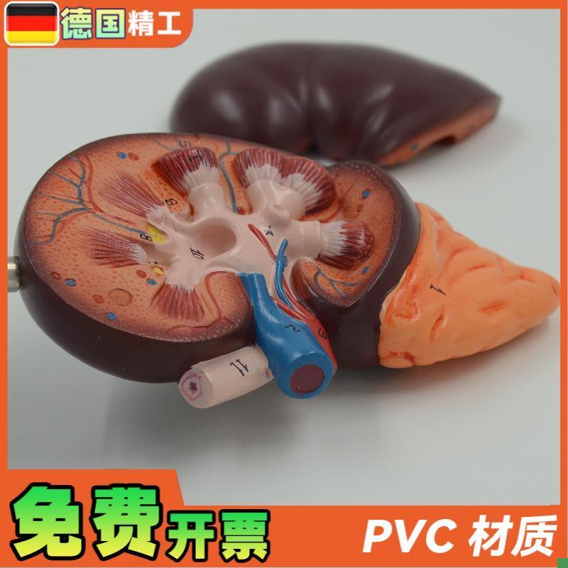 德国】PNT-0561-1肾解v剖教学模型肾解剖1.5倍放大附肾上腺教学模 - 图0