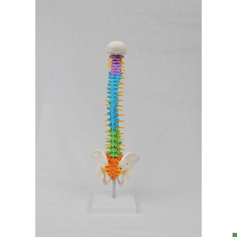 中型彩色脊椎带骨盆立式45CM脊椎颈椎骨骼X模型推拿骨科 - 图1