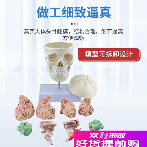 教学仿真1:1人体颅脑解剖标本骨缝线头骨附颈椎S医学大脑神经模型 - 图2