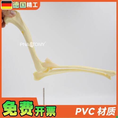 德国】狗肘关节模型犬骨骼关节解C剖展示道具1比1大医药促销礼品 - 图2