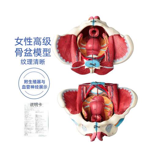 女性骨盆模型盆底肌带生殖器血管神经肌肉子宫人U体解剖教学骨盆 - 图3