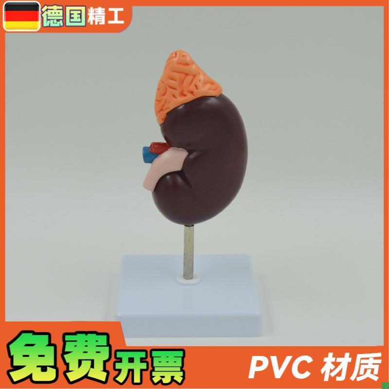 德国】PNT-0561-1肾解v剖教学模型肾解剖1.5倍放大附肾上腺教学模 - 图2