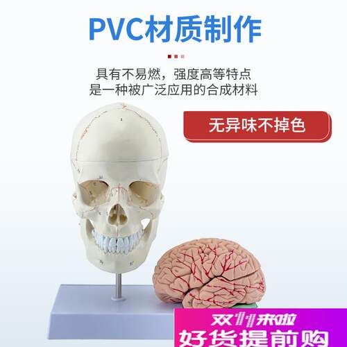 教学仿真1:1人体颅脑解剖标本骨缝线头骨附颈椎S医学大脑神经模型 - 图0
