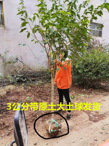 原生腊梅树苗庭院绿化绿植冬季开花浓香型原生腊梅花树苗 - 图0