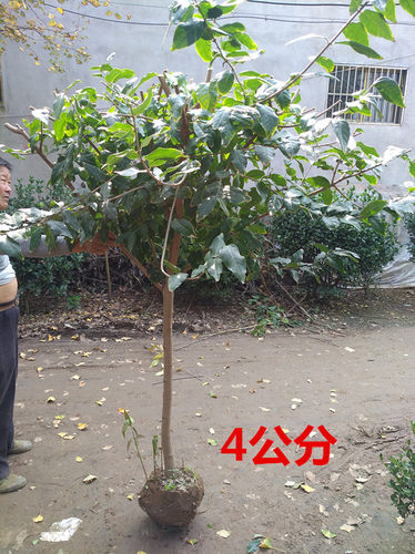 原生腊梅树苗庭院绿化绿植冬季开花浓香型原生腊梅花树苗 - 图2