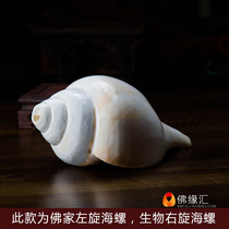 High-end Nepal Import Buddha Home Eight for levoo biological right-handed sea snail natural sea snail home dedicated to the pendulum