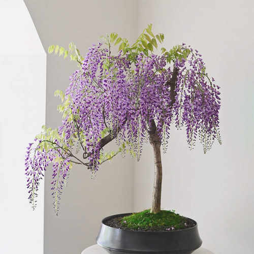 紫藤盆景紫藤萝盆景绿植盆栽爬架廊架凌霄爬墙瀑布花葡萄架藤本 - 图1