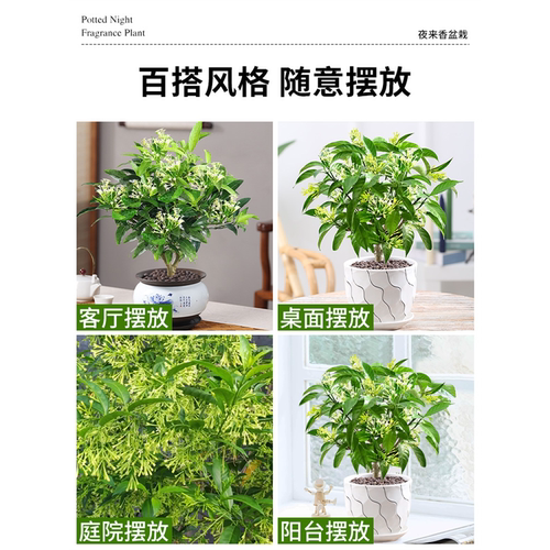 夜来香盆栽花树苗老桩室内室外驱蚊驱虫花卉植物鲜花四季开花易活 - 图3