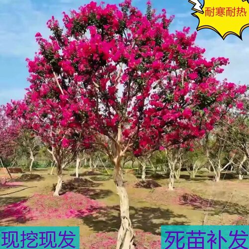 丛生紫薇树苗庭院种植大型紫薇花盆栽美国红火箭绿化风景树苗耐寒 - 图1