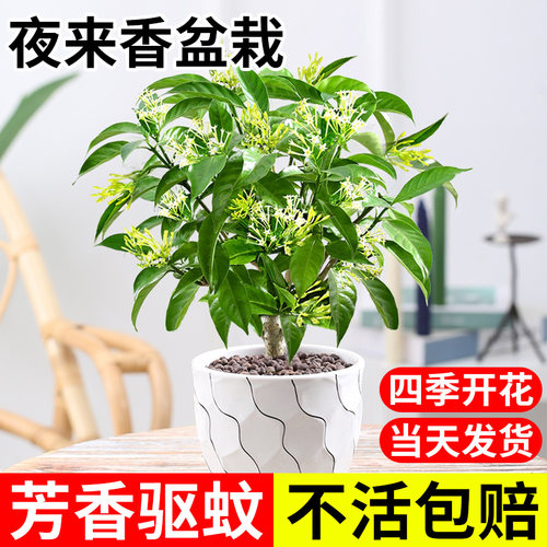 夜来香盆栽花树苗老桩室内室外驱蚊驱虫花卉植物鲜花四季开花易活 - 图1