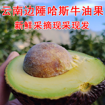Yunnan side of the border Hascow oil fruits now removed freshly picked the day of the day shipping without any antistaling agent