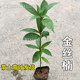 Golden nanmu saplings, Sichuan authentic small-leaf nanmu big trees, valuable saplings, courtyard greening potted plants, evergreen all year round
